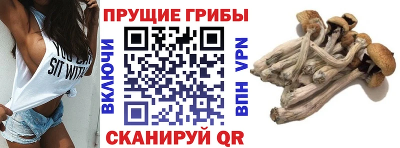 Галлюциногенные грибы прущие грибы  Качканар 